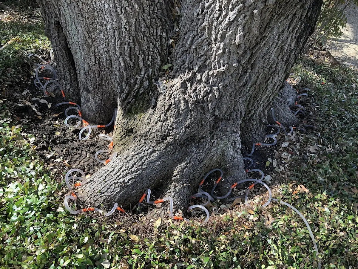 Detailed Tree Cabling and Bracing job site in Tobias