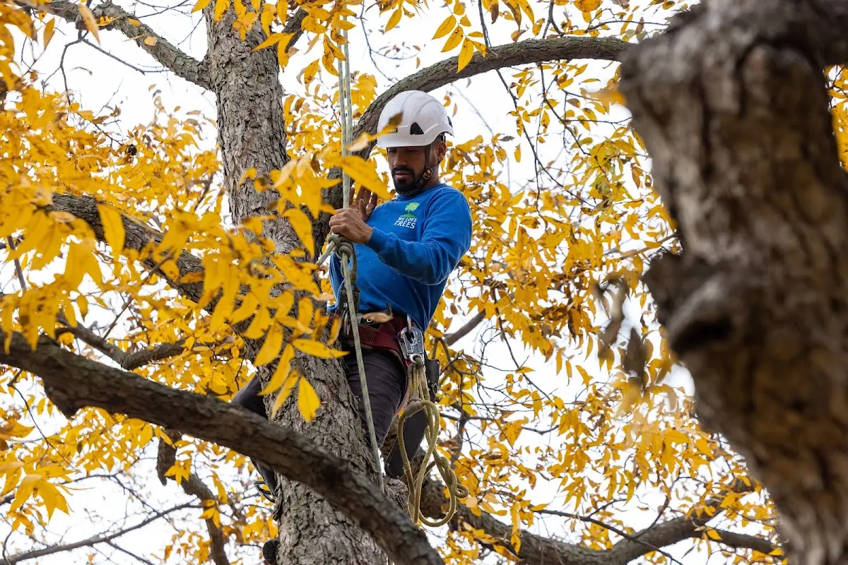 Skilled Storm Damage Cleanup crew working in Tobias