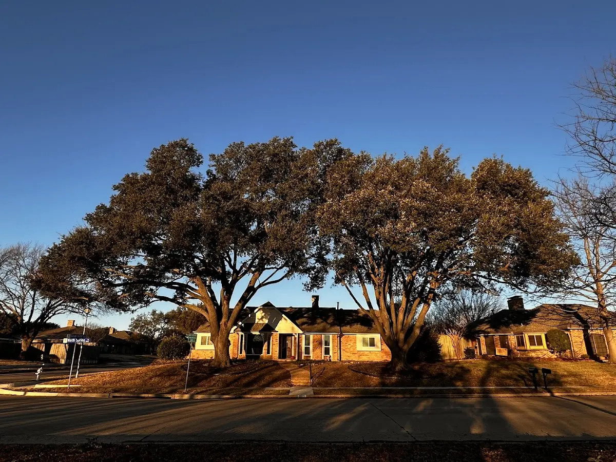 Established residential canopy tree shading a home in Tobias